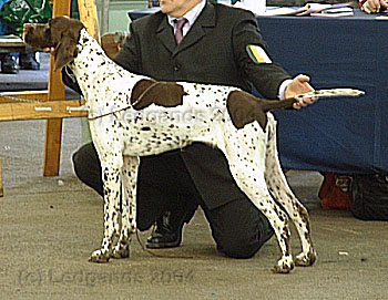 4th Puppy Bitch